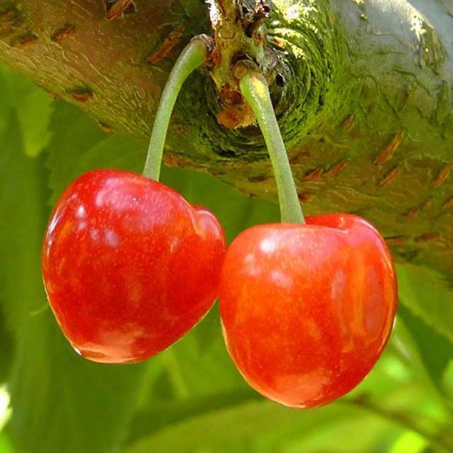 Alberi da frutto in vaso