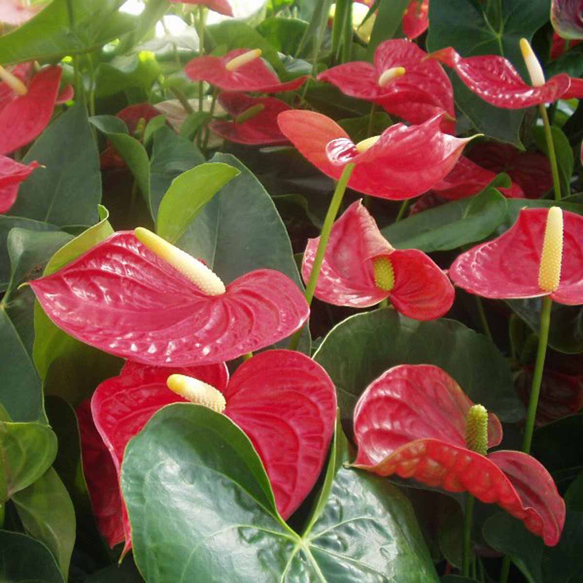 Anthurium