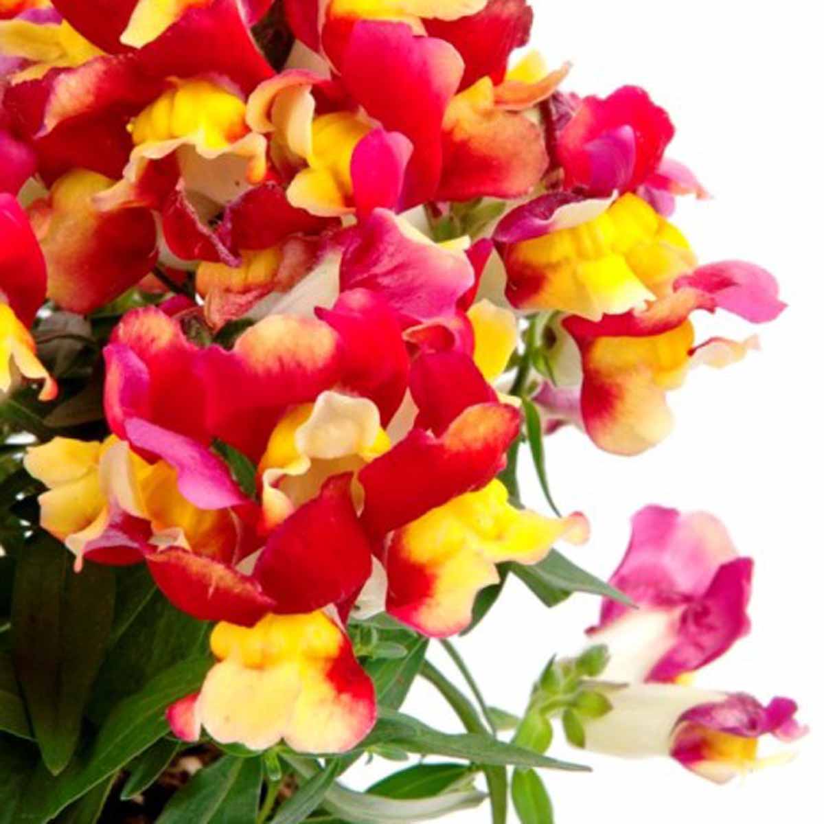 Antirrhinum majus (Bocca di leone)