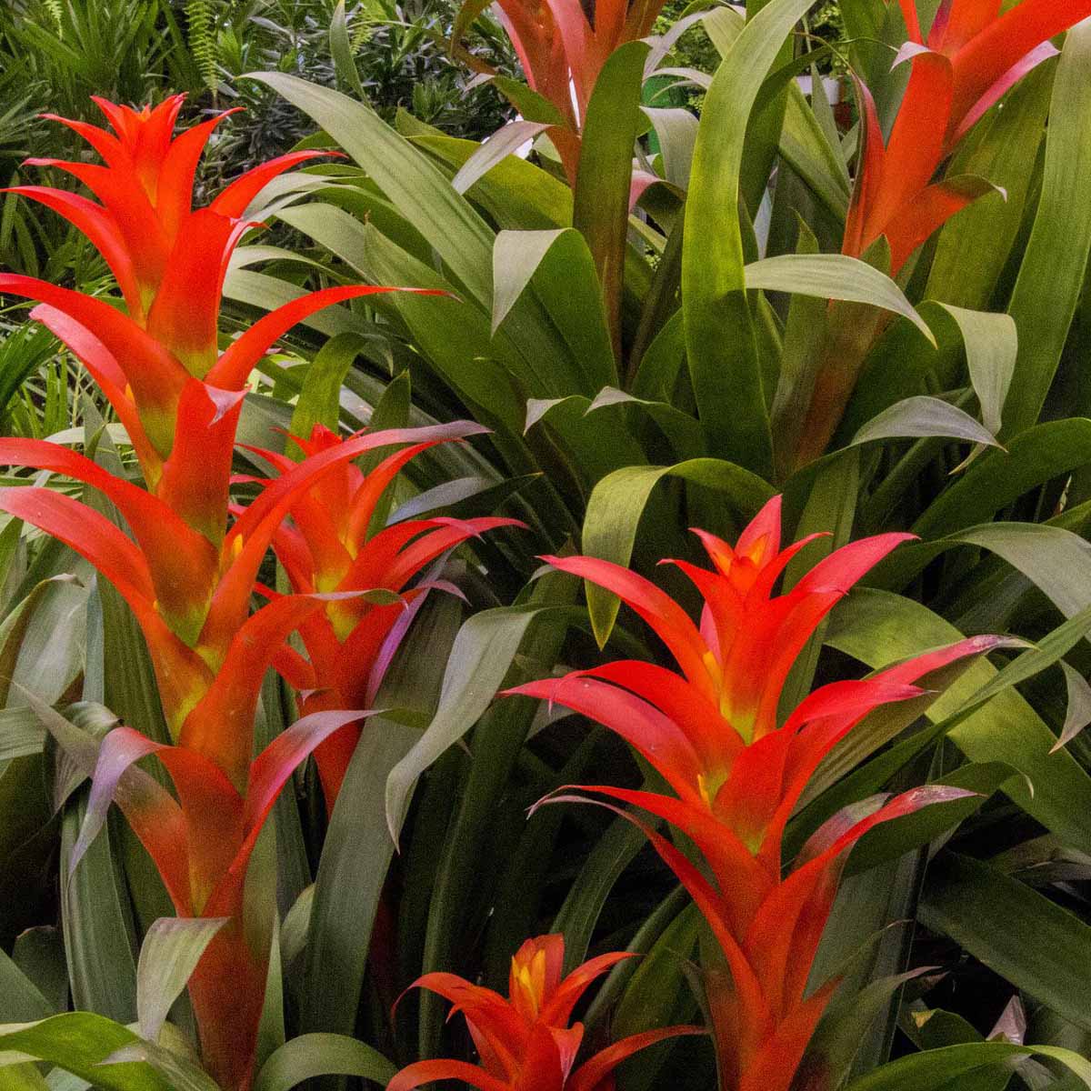 Bromeliaceae: un cuore rosso in casa