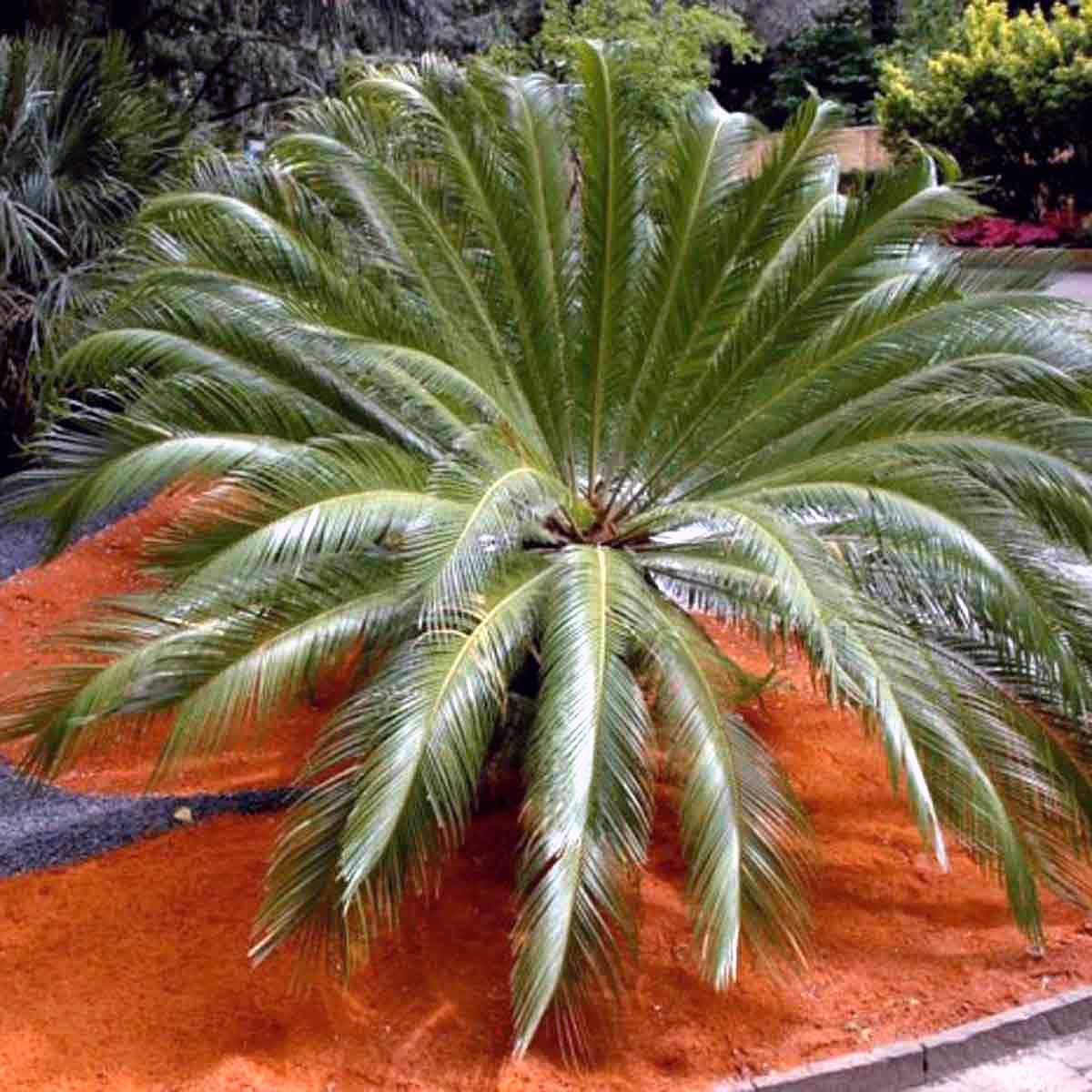 Pianta di Cycas Revoluta pianta vera ornamentale palma vera da esterno  giardino