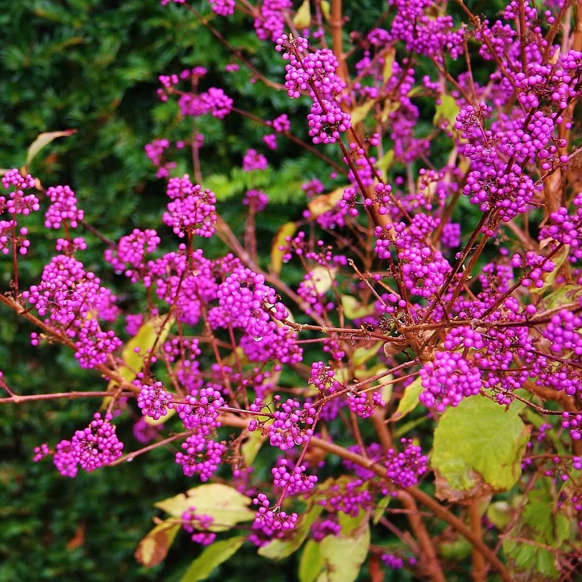 Callicarpa bodinieri ‘Profusion’