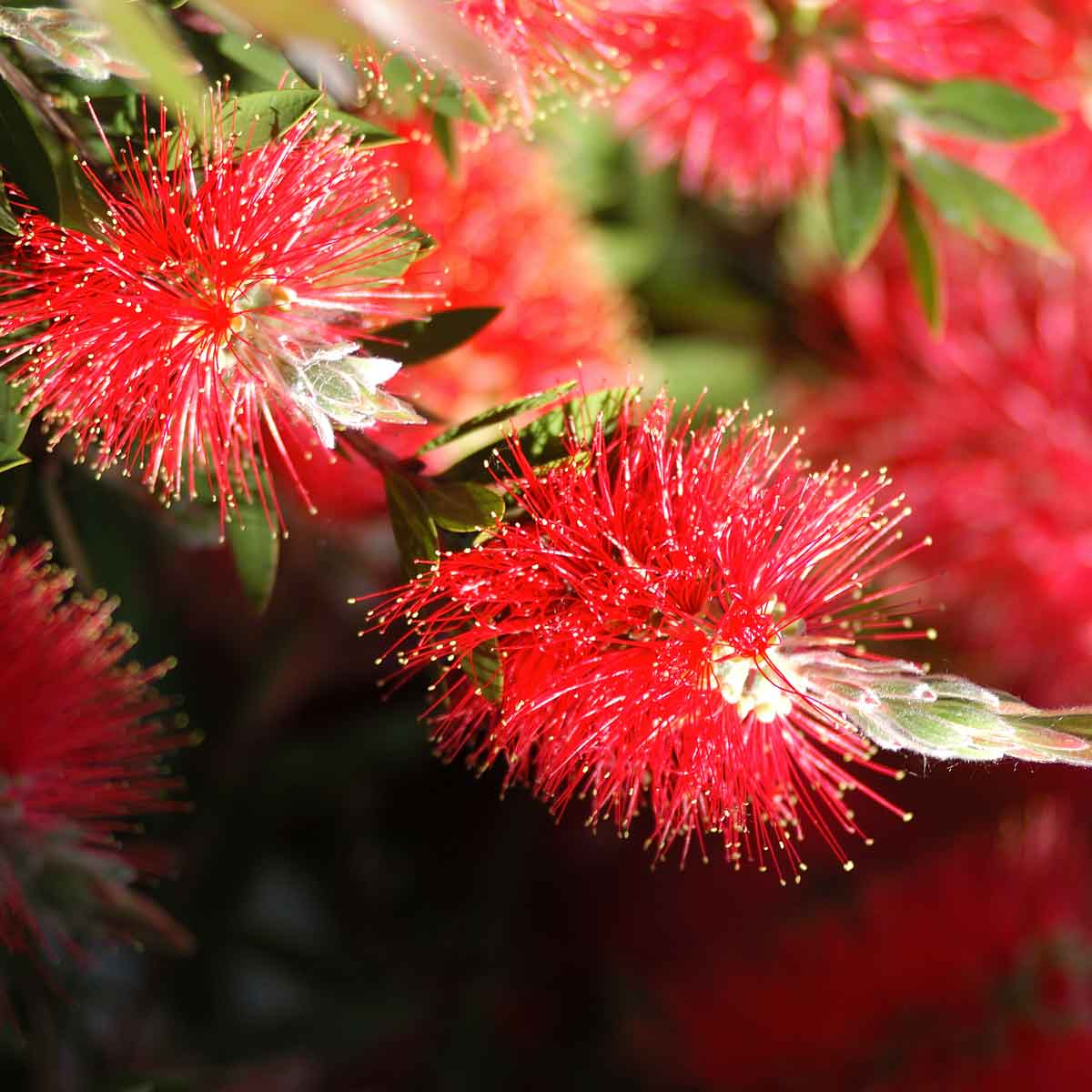 Callistemon citrinus