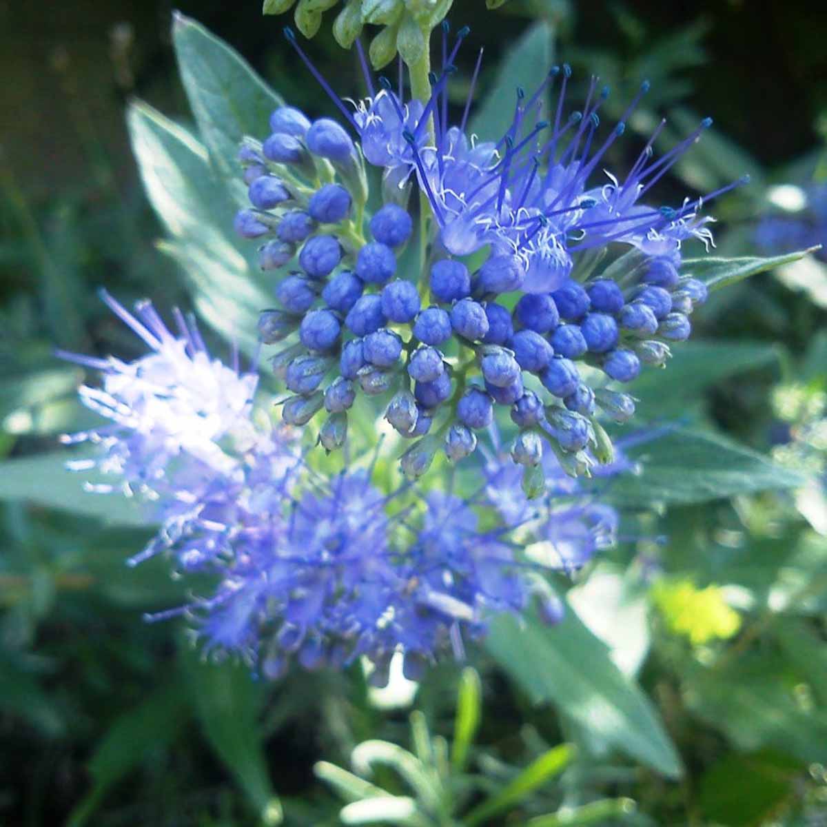 Caryopteris clandonensis