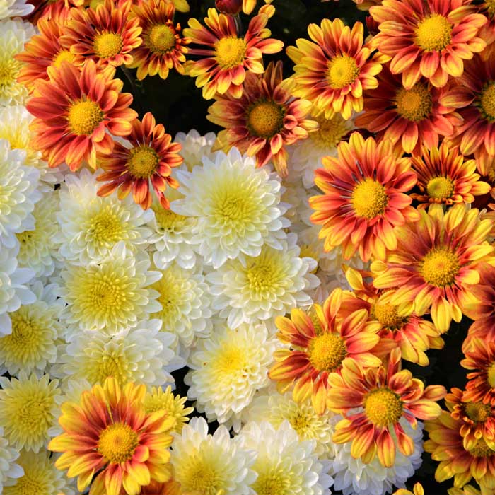 Chrysanthemum o Crisantemo