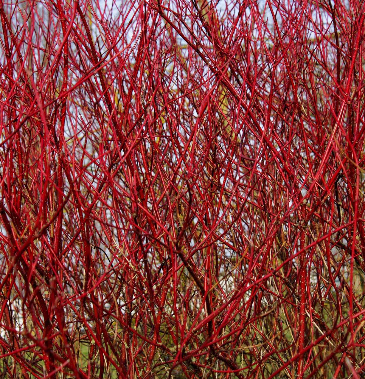 Cornus alba Sibirica