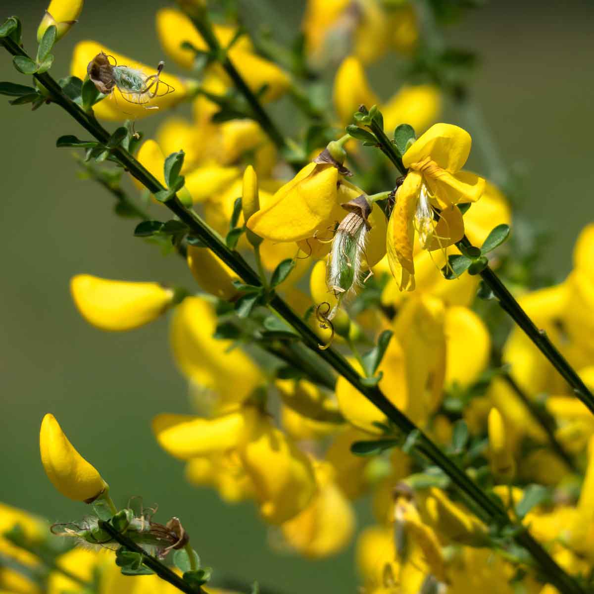 Cytisus Scoparius o Ginestra