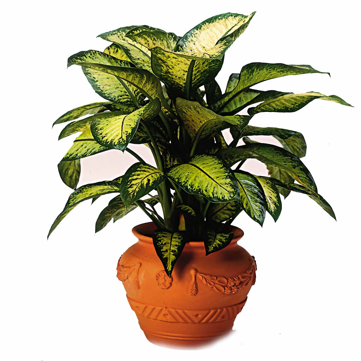 Dieffenbachia amoena ‘Tropic’