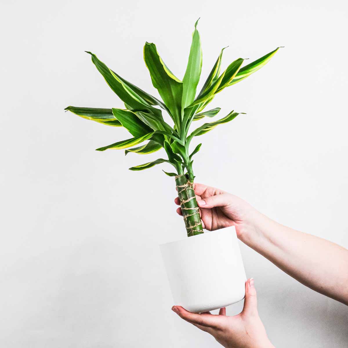 Dracaena fragrans ‘Massangeana’ (tronchetto della felicita)