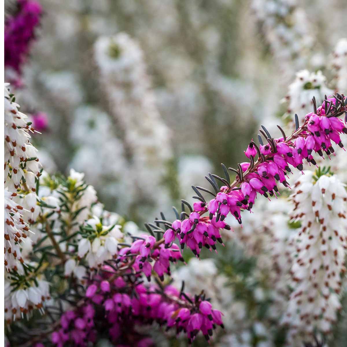 Erica darleyensis