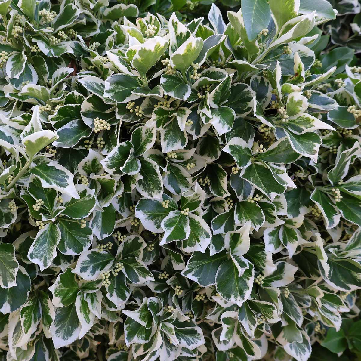 Euonymus fortunei