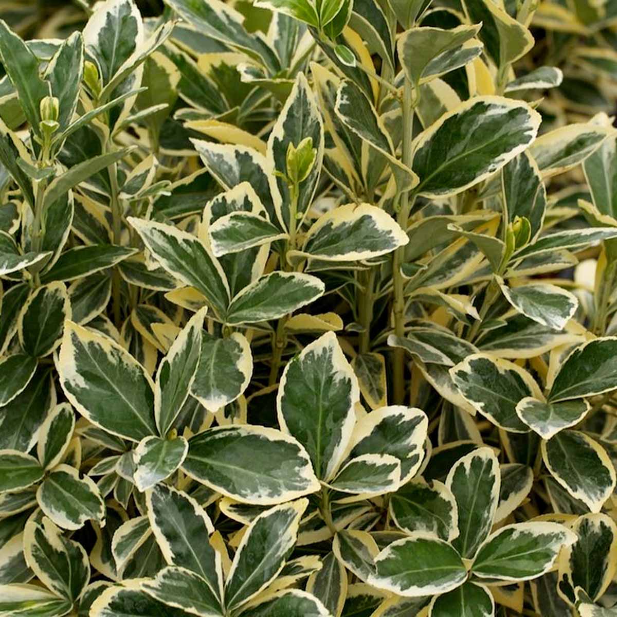 Euonymus japonicus