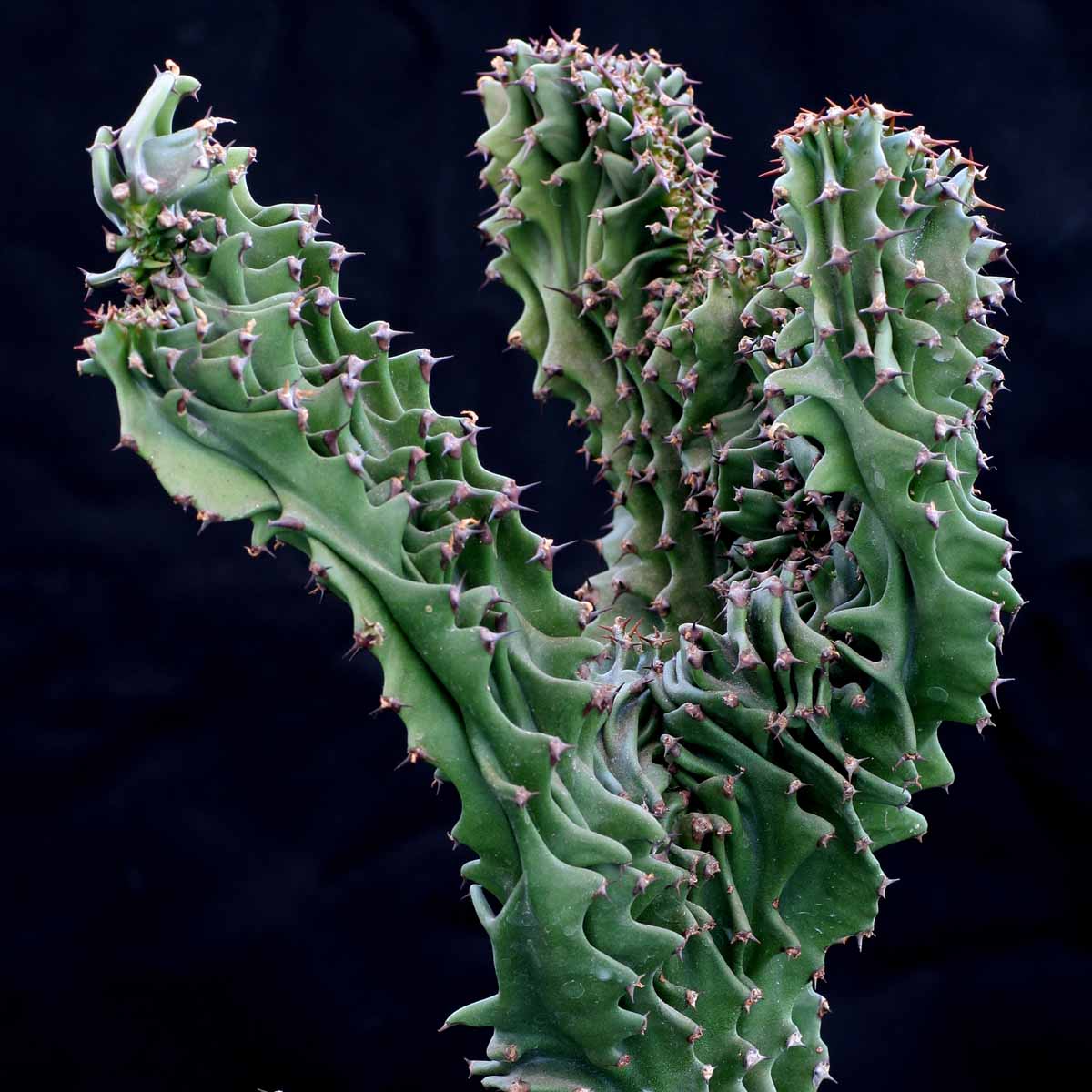 Euphorbia erythraea