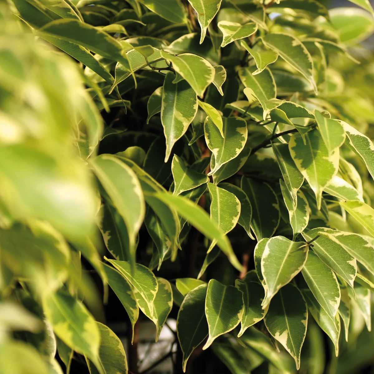 Ficus benjamina