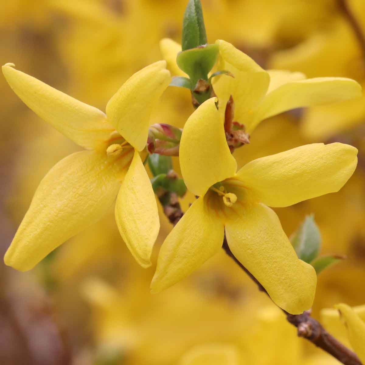 Forsythia