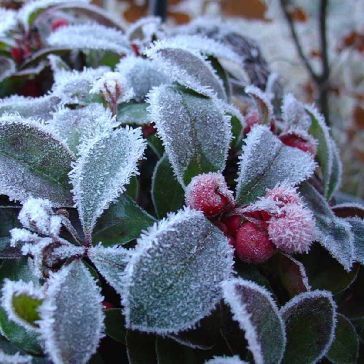 Gaultheria mucronata o Pernettya