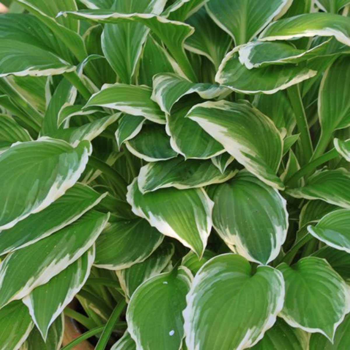 Hosta