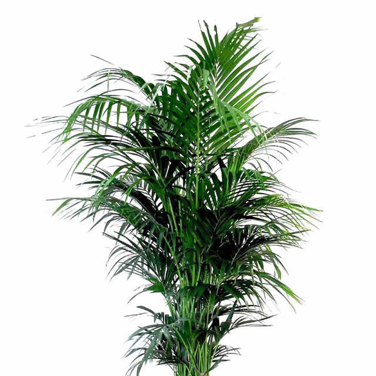 Howea Forsteriana (Kentia)