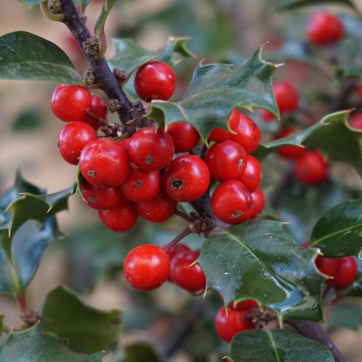 Ilex aquifolium (Agrifoglio)