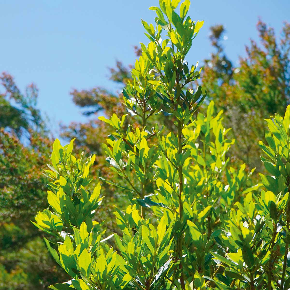 Laurus nobilis (Alloro)