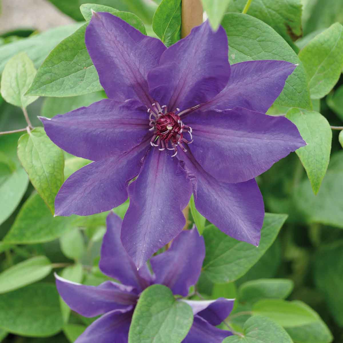 Le Clematis piante facili e resistenti