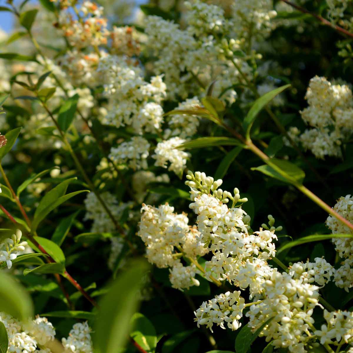 Ligustrum japonicum