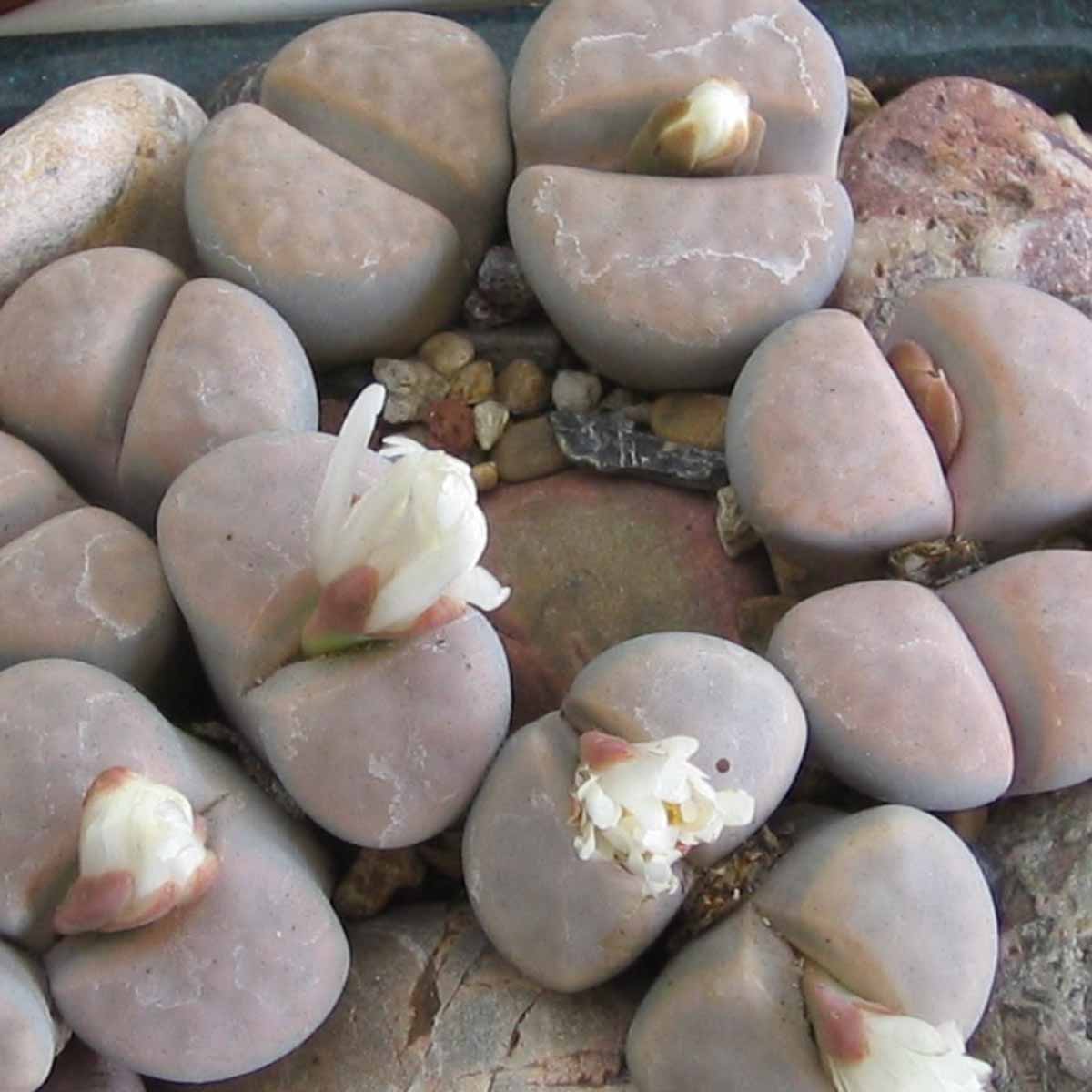 Lithops