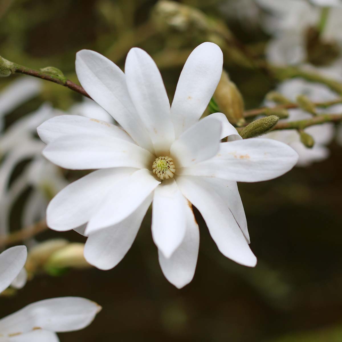 Magnolia stellata