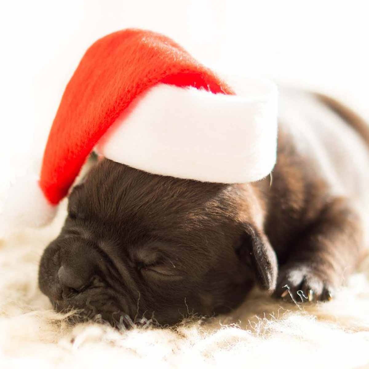 Natale e il cucciolo di cane