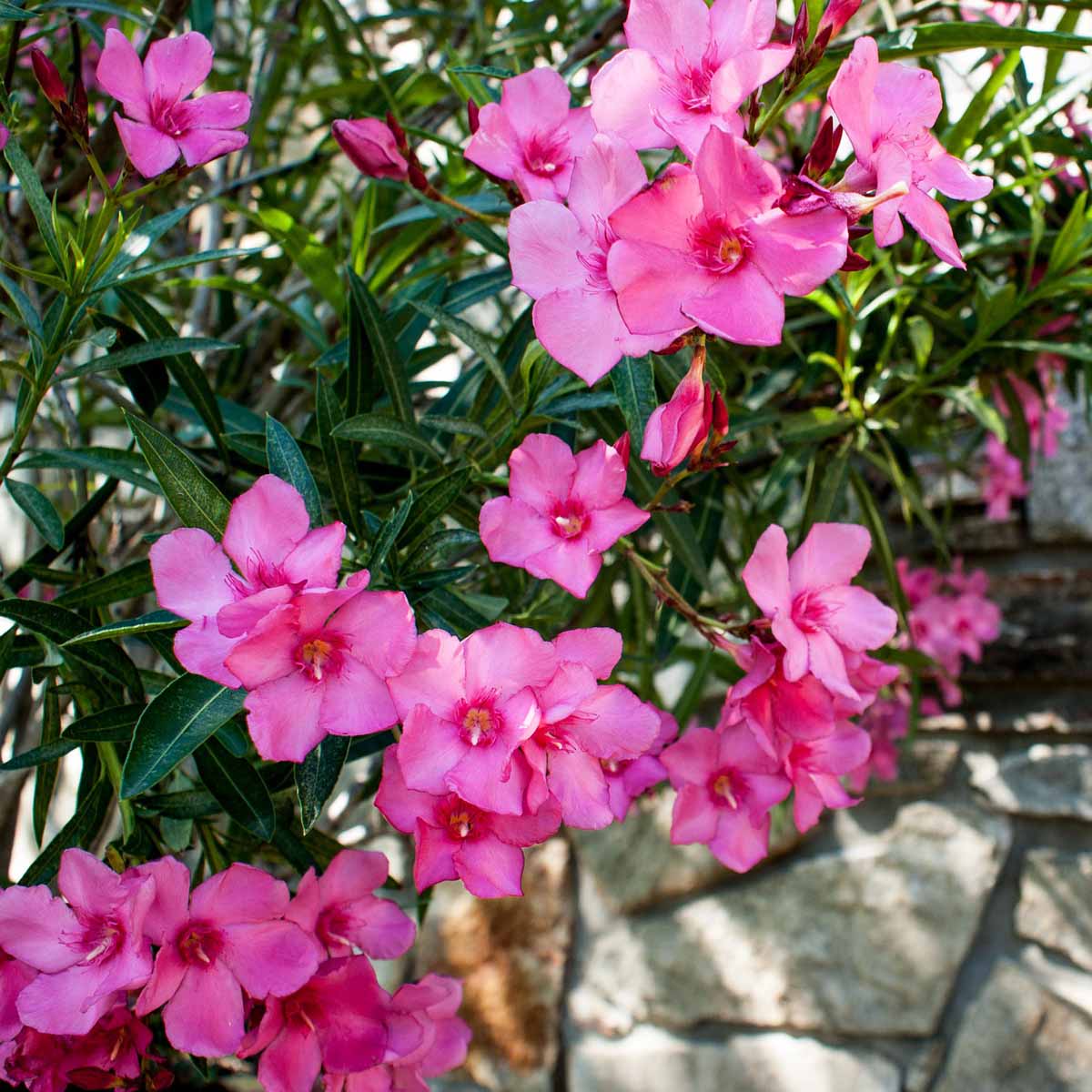 Nerium oleander (Oleandro)