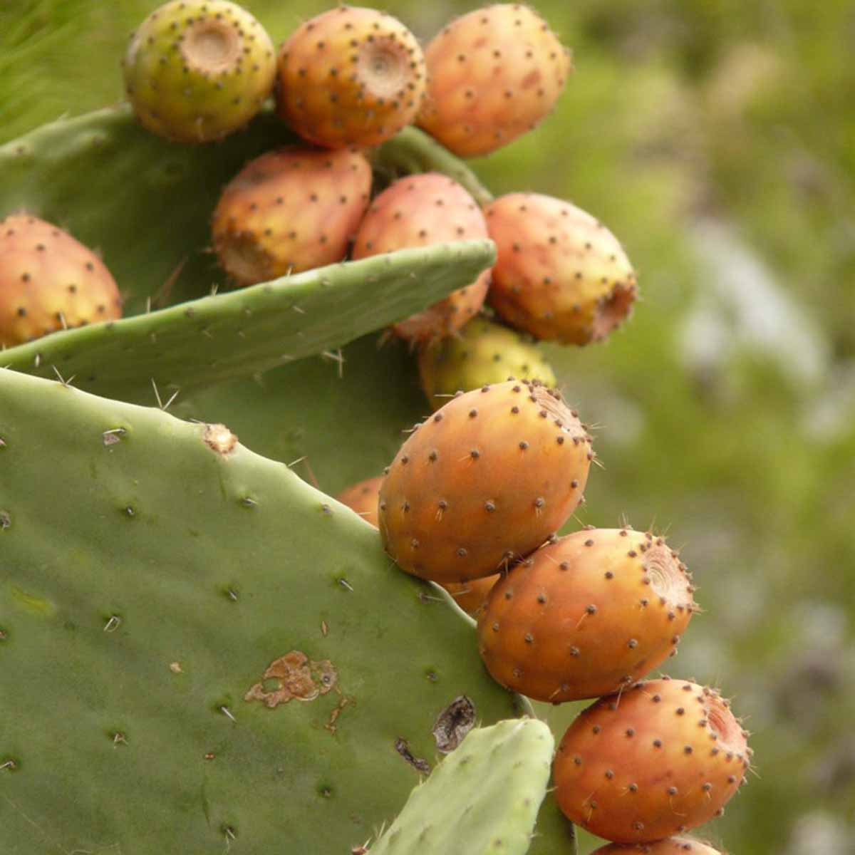 Opuntia robusta o Fico d’india