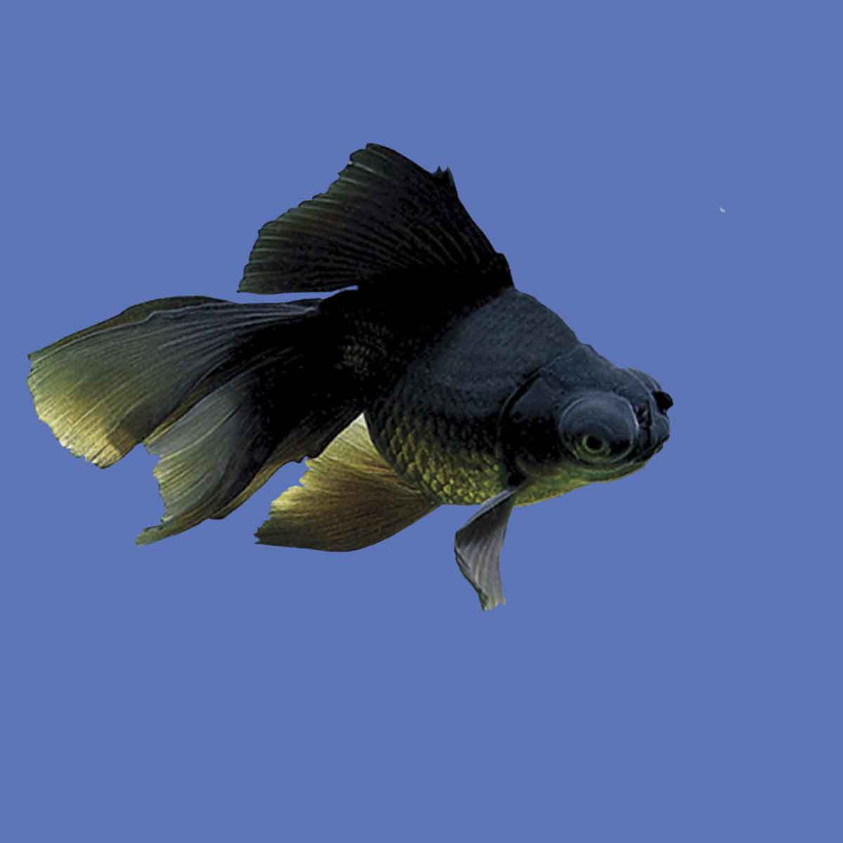 Oranda Black Moor