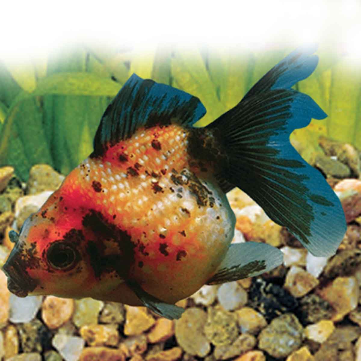 Oranda chicco di riso