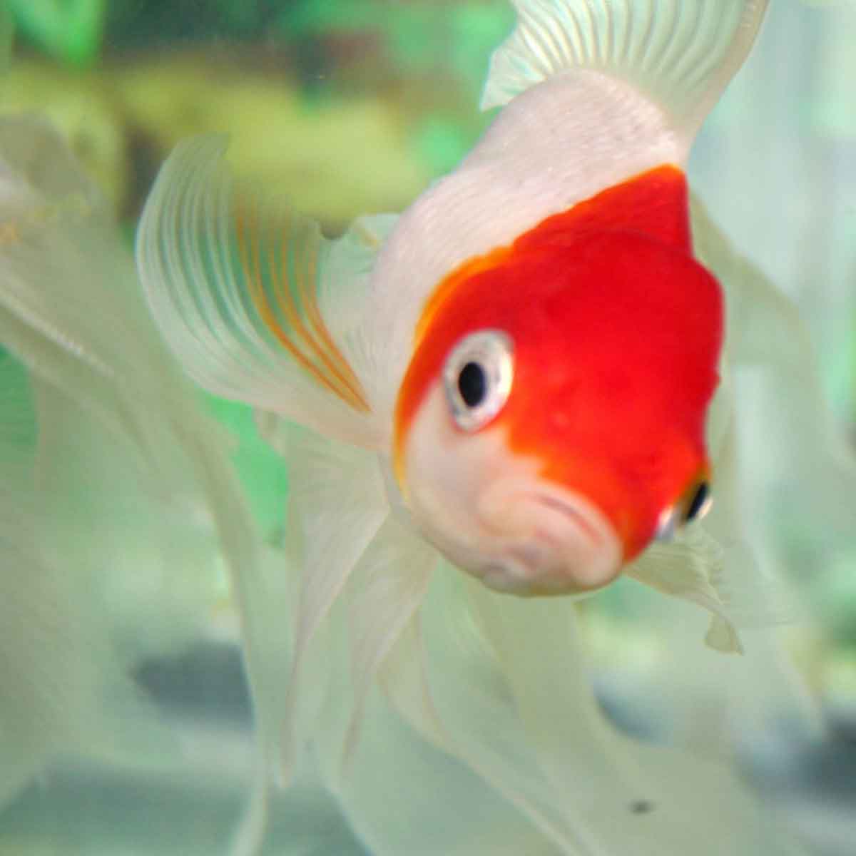Goldfish r34 - 🧡 Риукин красный с коротким хвостом купить в Москве по выго...
