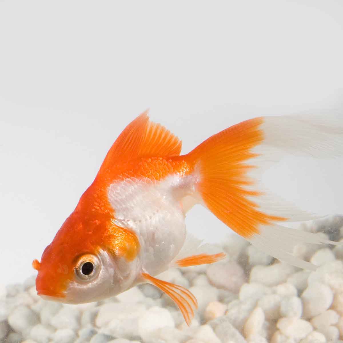 Oranda Ryukin