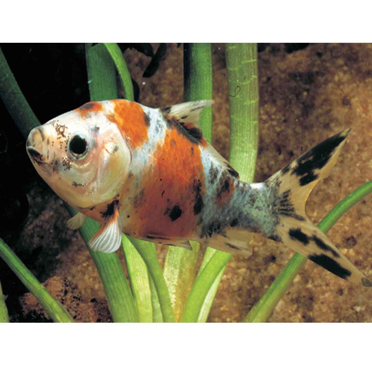 Oranda Shubunkin