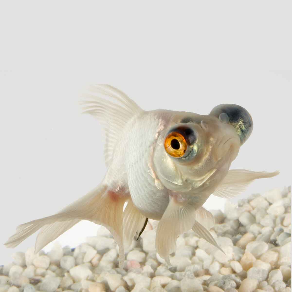 Oranda occhi telescopici