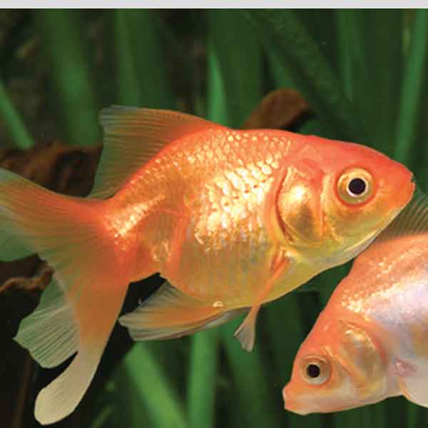 Oranda rosso