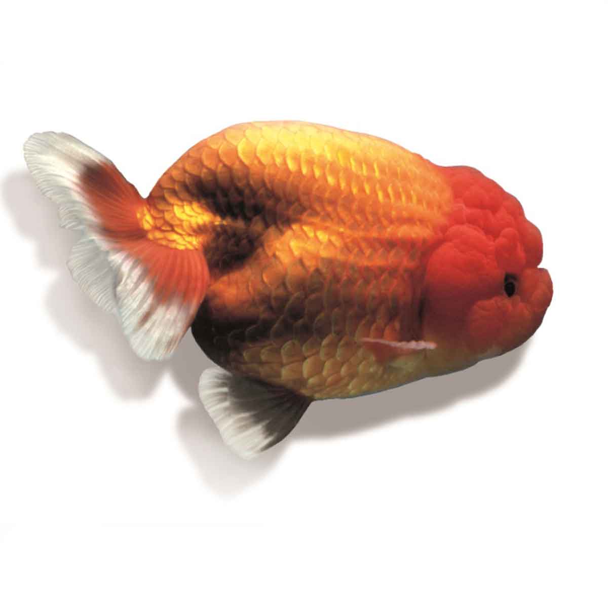 Oranda testa di leone