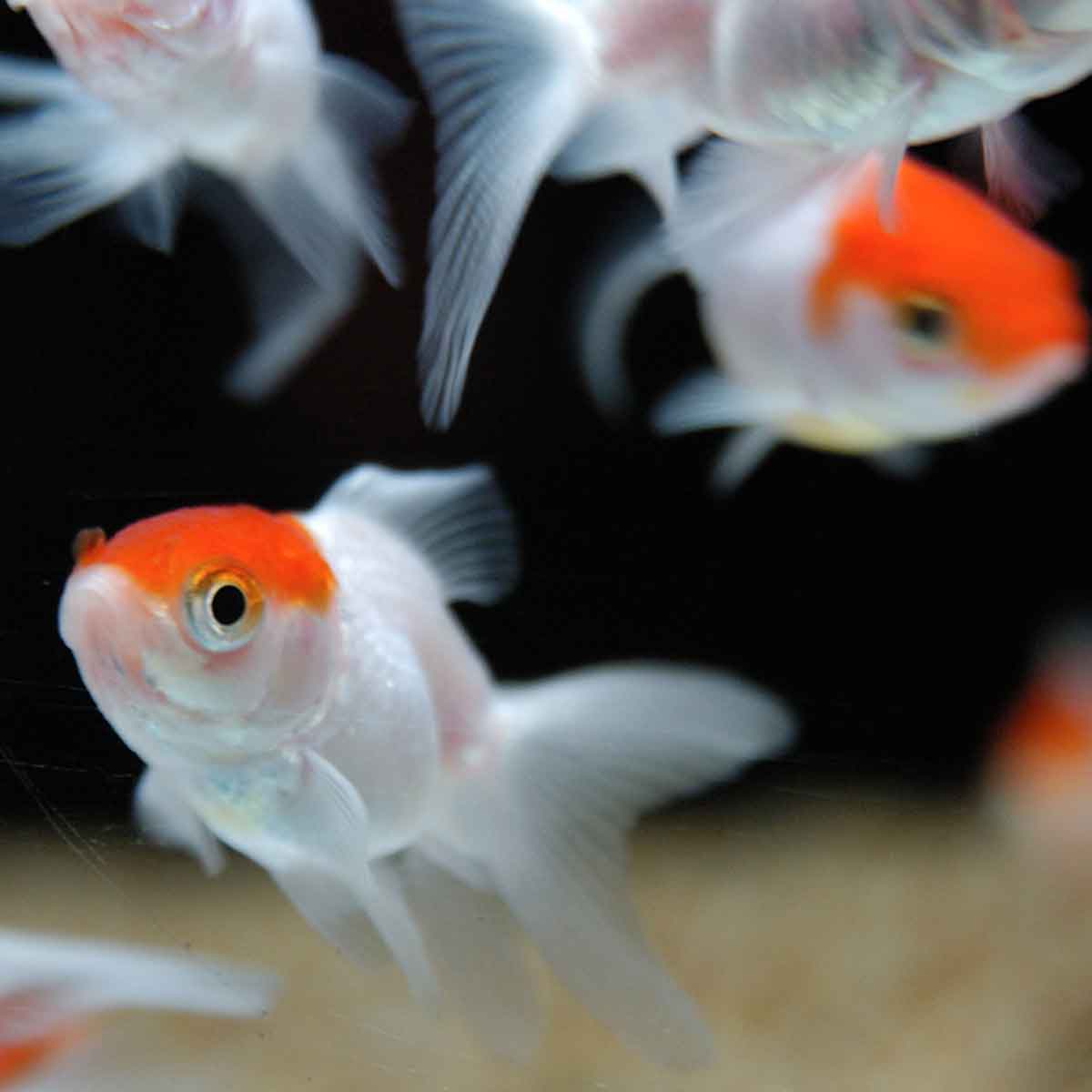 Oranda testa rossa