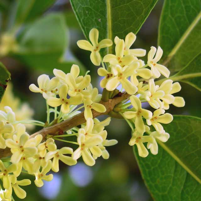 Osmanthus o Olea fragrans