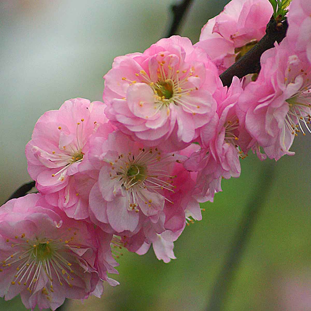 Prunus triloba (Mandorlo da fiore)