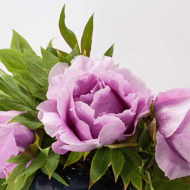 Paeonia lactiflora erbacea | VIRIDEA