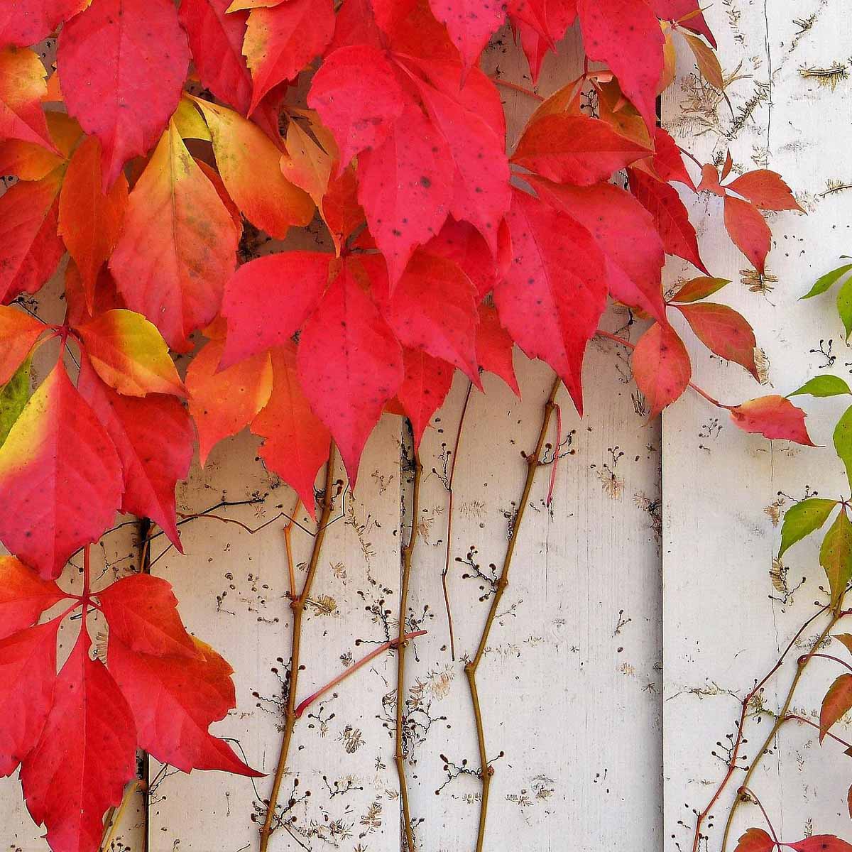 Parthenocissus quinquefolia