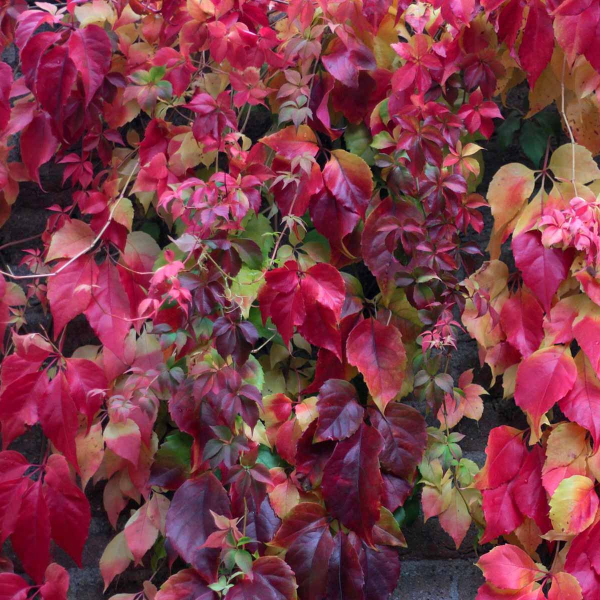 Parthenocissus tricuspidata Veitchii