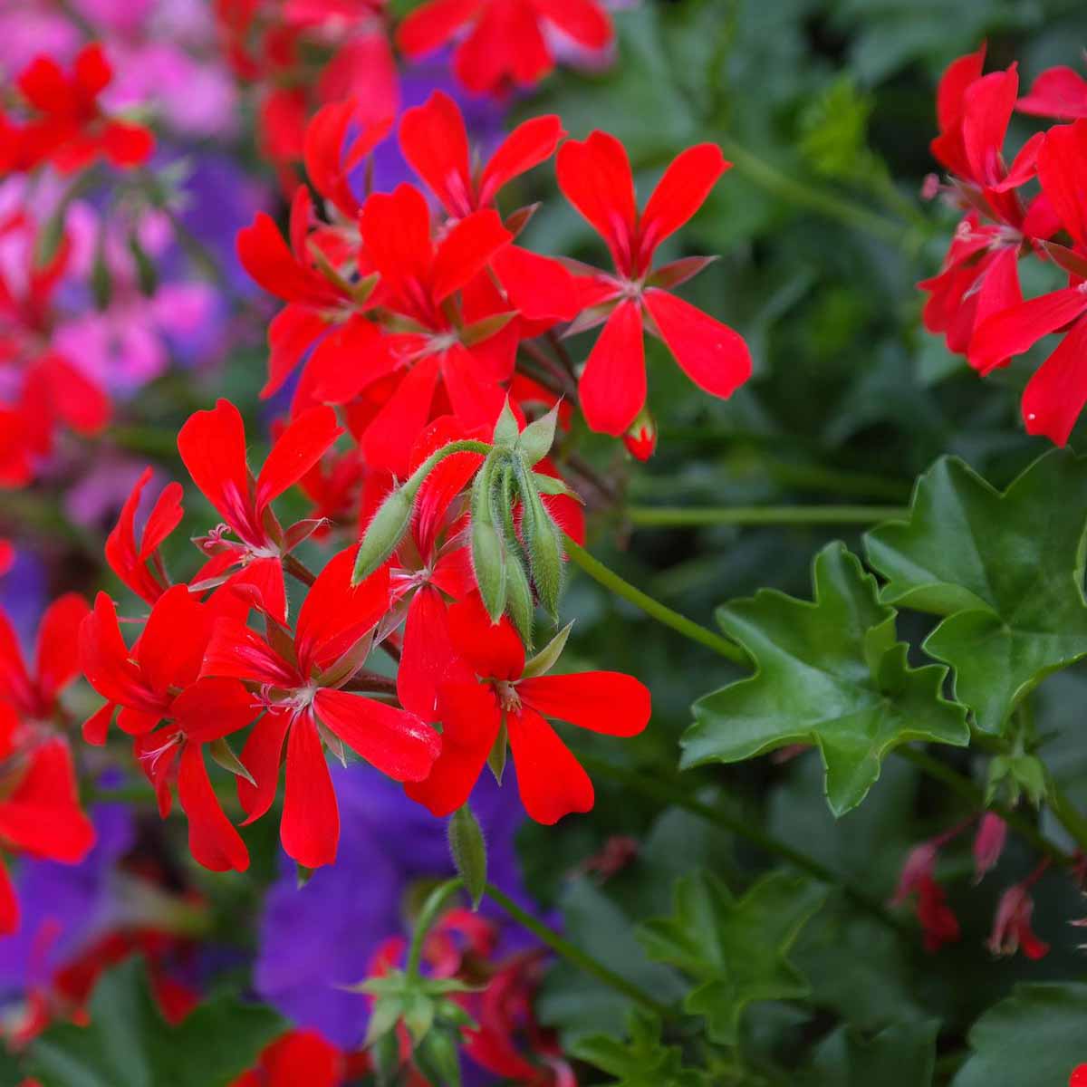 Pelargonium peltatum o Geranio parigino