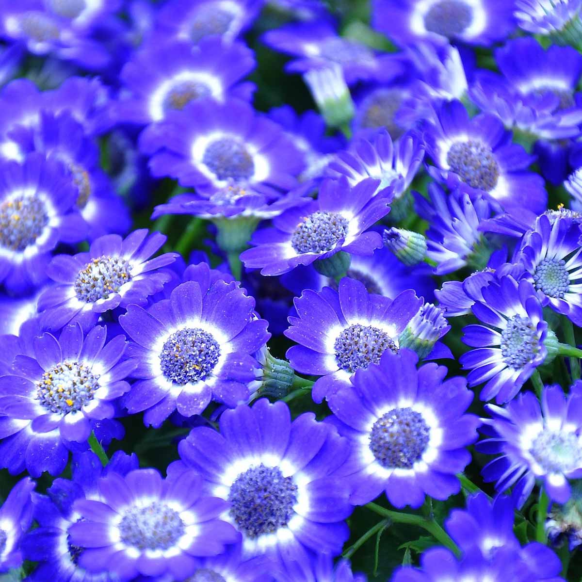 Pericallis hybrida (Cineraria)