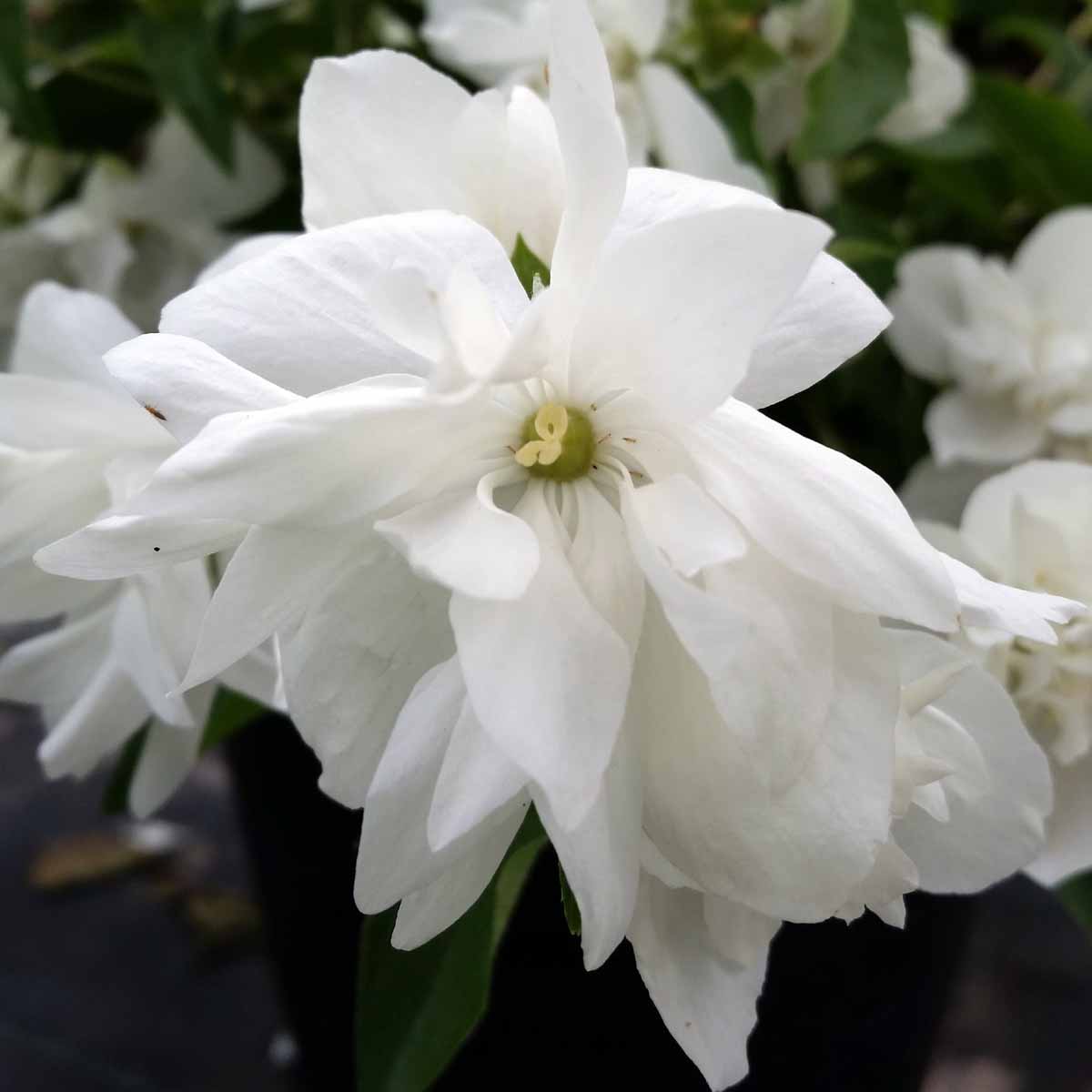 Philadelphus o fior d’angelo