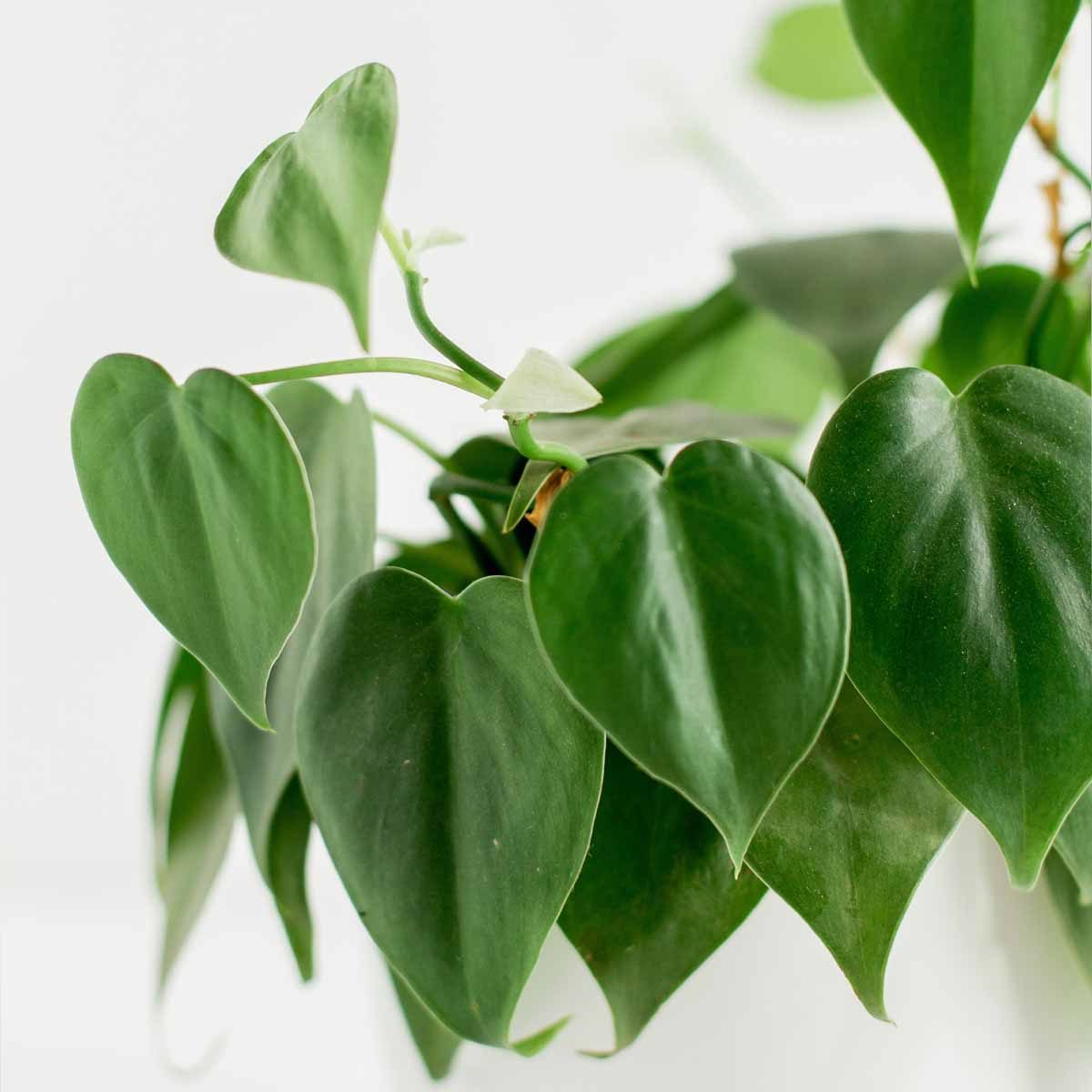 Philodendron Scandens in basket