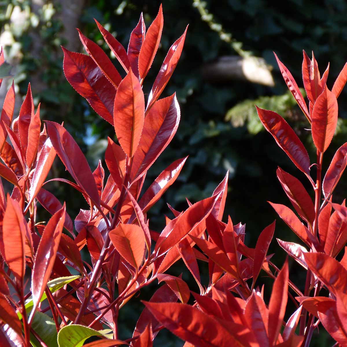 Photinia x fraserii